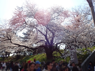 外濠公園の桜｜花見特集2024