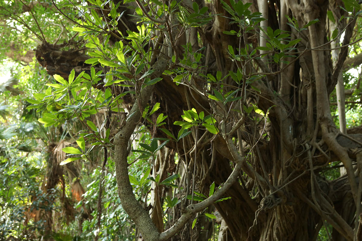 シヌグ堂遺跡 クチコミ・アクセス・営業時間沖縄市・うるま市・伊計島 フォートラベル