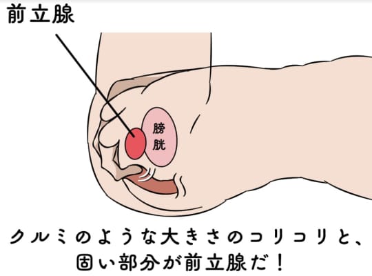 一度イケば虜になる！アナルで絶頂「前立腺オナニー」魅力と方法｜駅ちか！風俗雑記帳