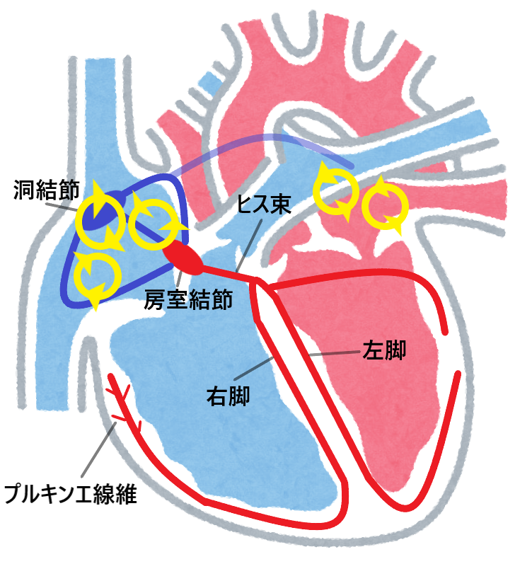 心電図のAF(心房細動)とPAF(発作性心房細動)の違いについて | 看護師学習ノート