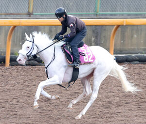 英国のビュイック騎手にＪＲＡ短期免許交付 - サンスポZBAT