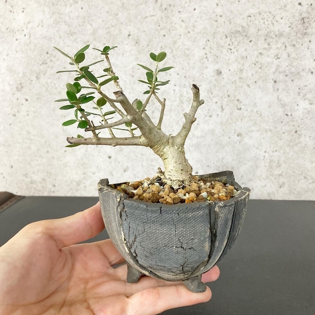 オリーブ6本植え付けしました。 | picoberry-12のブログ