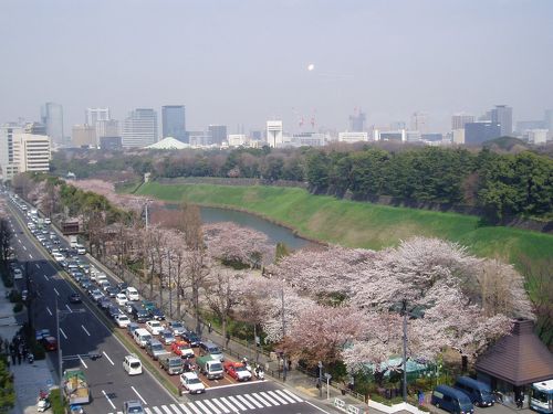 ホテルニューオータニ 日本庭園の桜（千代田区） - お花見2024