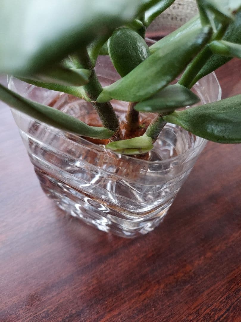 金のなる木 挿し木と増やし方植物の秘島