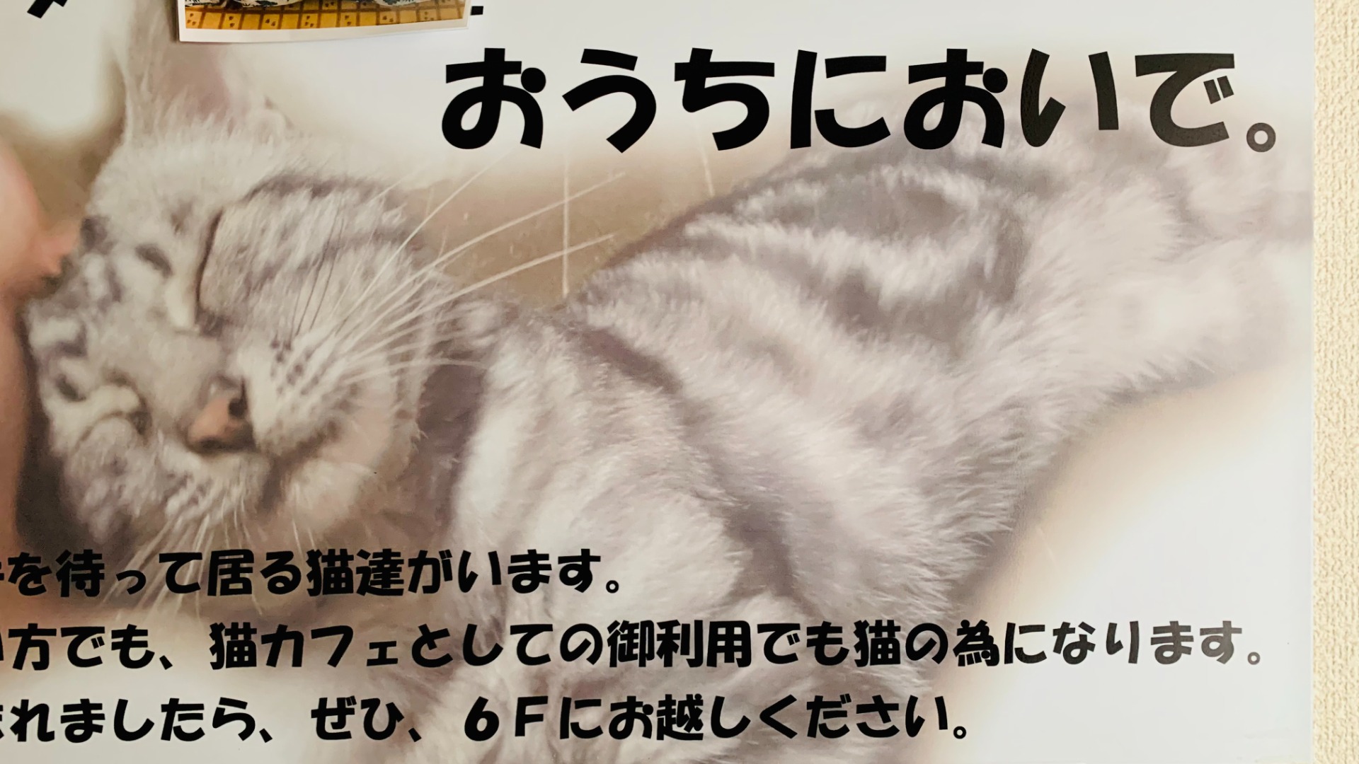 2月22日は猫の日。「猫を愛するチャリティー企画cat!cat!cat!」がイグーネ荒井にて2月25日（日）まで開催中｜特集｜せんだい タウン情報machico