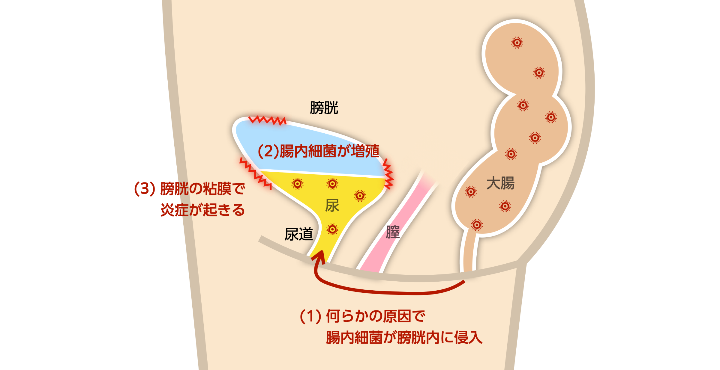 女性器について、正しい知識を持ちましょう | ゆかりレディースクリニック 神戸市三宮にある婦人科