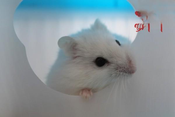 盘点国内外30种宠物鼠，形态各异，精灵有趣