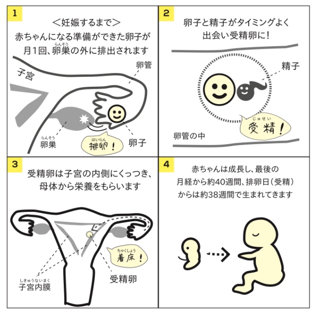 タナゴの精子観察