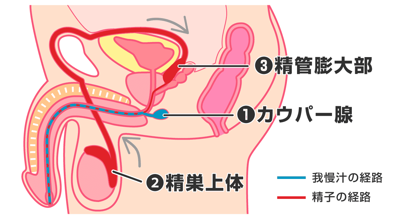 精子の味で分かってしまう健康状態！？ - チングダム