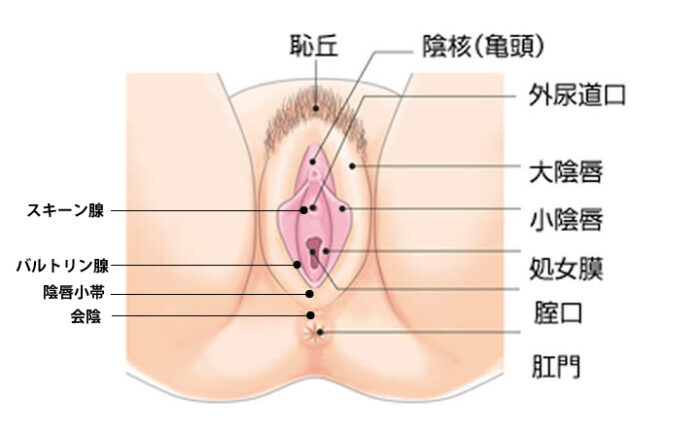 はじめてのセックス、その前に。わたしたちのHow to SEX【医師監修】 | セイシル