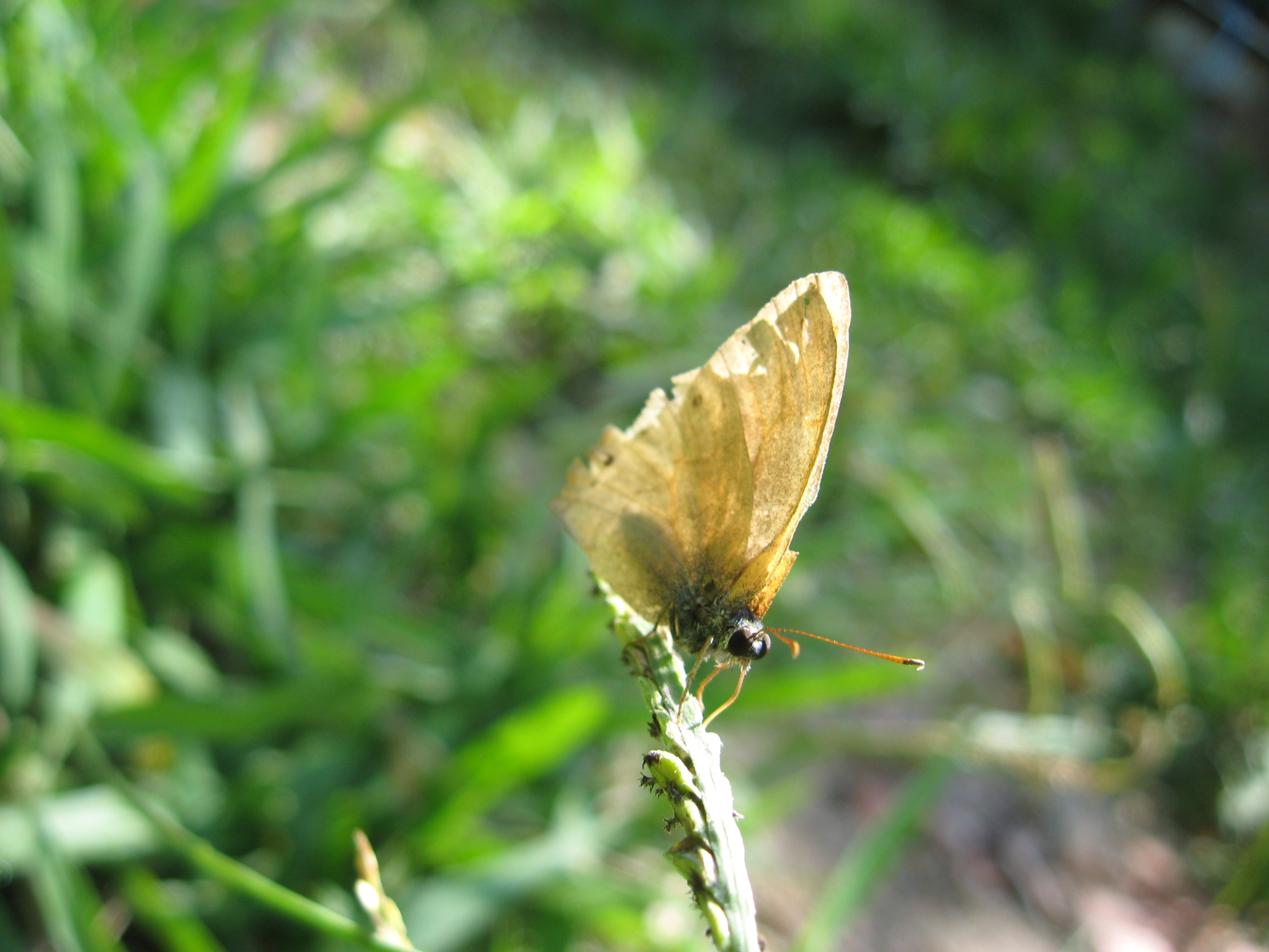 バタフライ・エフェクト3 最後の選択 - 解説・レビュー・評価映画ポップコーン