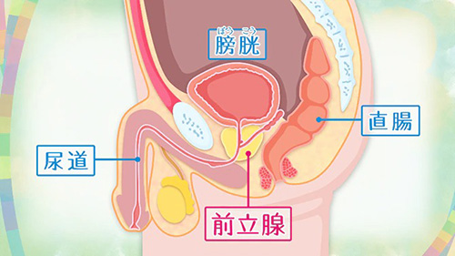 前立腺責めのやり方とコツ！気持ちいい前立腺マッサージの方法をイラストで解説