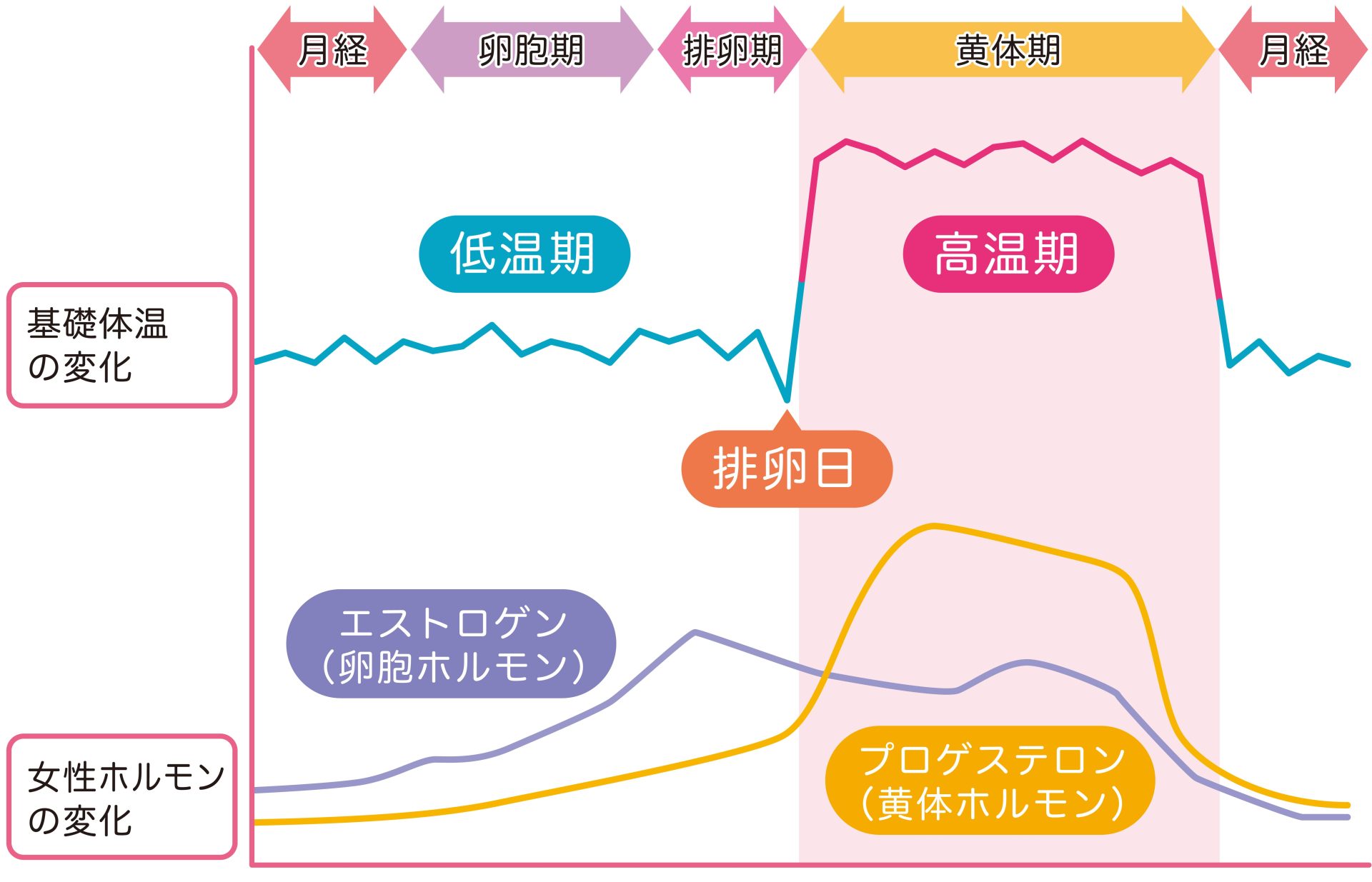 女性ホルモンの周期的な“揺らぎ”を知り上手な付き合いを｜くすりと健康の情報局