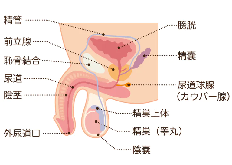 睾丸マッサージ 「ジャップカサイ」 | タイ古式マッサージ普及のための特定非営利活動法人 日本トラディショナルタイマッサージ協会