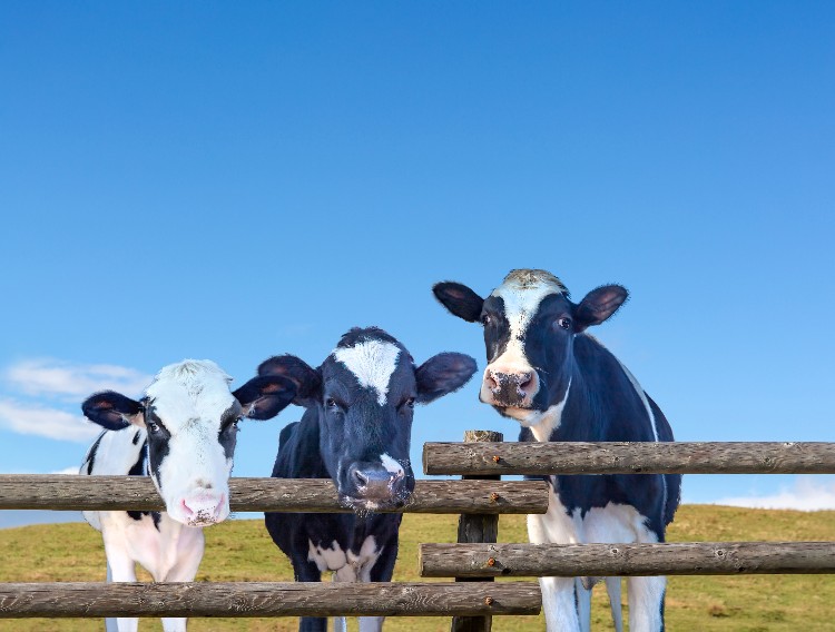 北海道 合同会社佐藤牧場求人情報ニュース農業をはじめる.JP全国新規就農相談センター