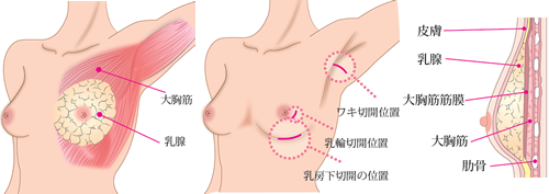 たった2つのコツで後背位（バック）は圧倒的に上手くなる！やり方を徹底解説｜駅ちか！風俗雑記帳