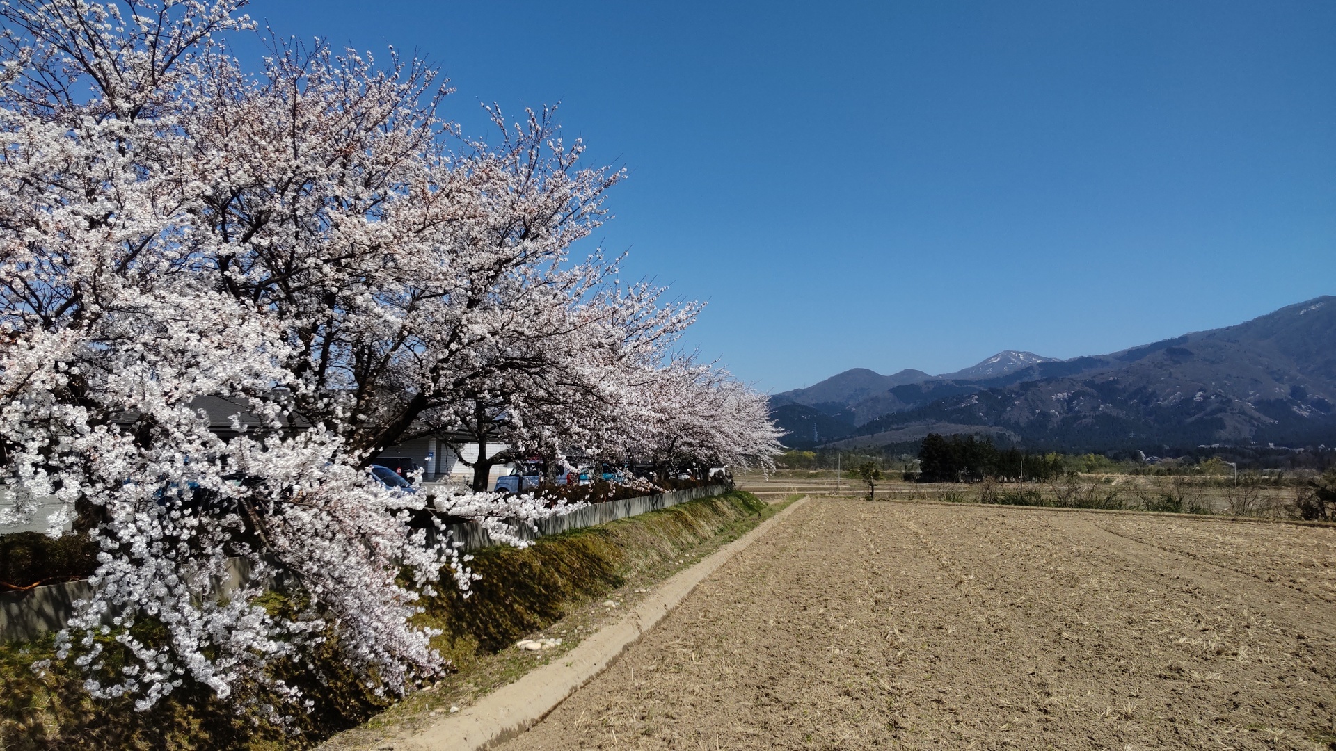 ヒメサユリ🌸に会いにキツイ💦⛰️粟ヶ岳 / rainohausuさんの粟ヶ岳・權ノ神岳・宝蔵山の活動日記 |