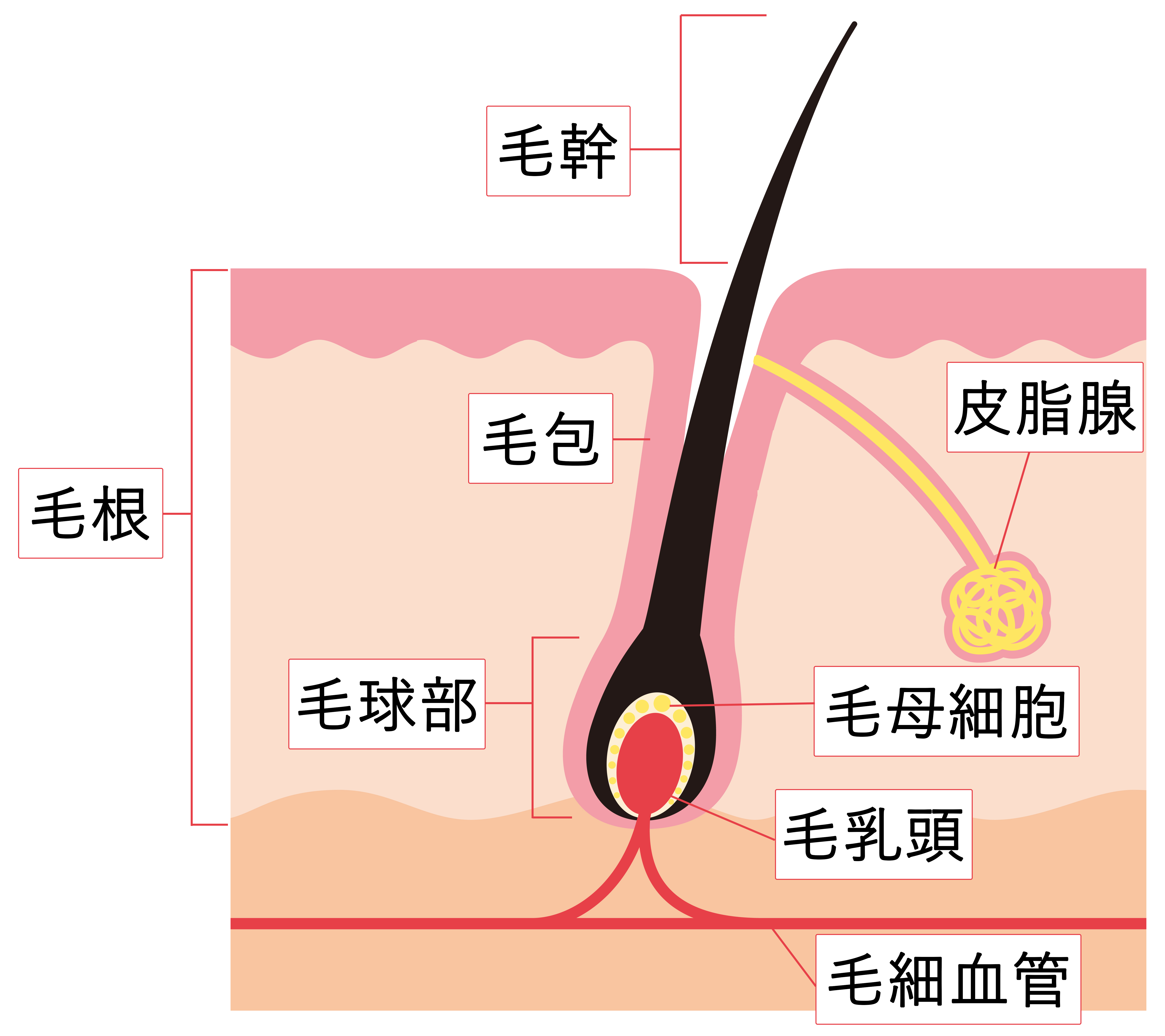 首ヒゲをキレイに剃るコツとは？剃り残しが無し！正しいの処理方法を解説 | メンズ脱毛百科事典 リンクスペディア