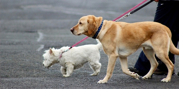 ポメチワの性格とは 特徴や人気の毛色、飼いやすさなどを紹介│犬図鑑│ペッツファースト公式サイト