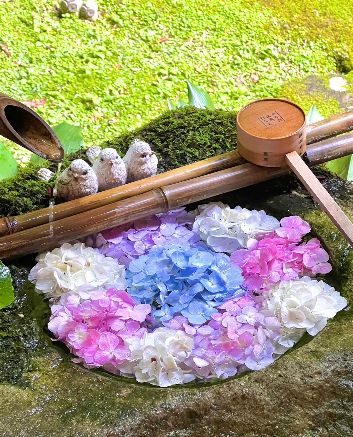 もうひとつの京都】梅雨を彩る美しい紫陽花の名所寺院！穴場スポット4選［地域文化］