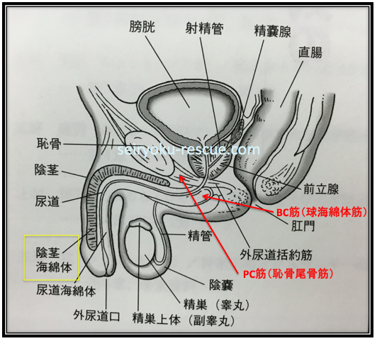PC筋とは？男性機能UPに効果的なPC筋トレー二ング4選を紹介 | 健康コラム