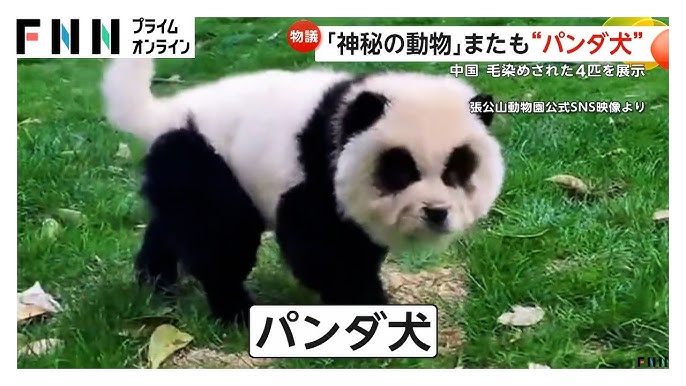 ペットを捨てる人が多すぎる沖縄にある通称「捨て場」と呼ばれている場所。 ここでは犬から兎、鳥といったペット達を捨てられるようになっています。飼おうと思ったのに、簡単に捨てることのできる環境があり、 炎天下でゲージに入れられる為、熱中症で亡くなってしまう子がほとんど。白骨化しているのは、そのまま放置されたのか共食いによって骨だけ残っているのか真相はわかりません。