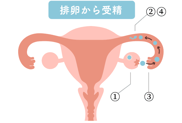 楽天市場】ロート製薬 公式ショップ ドゥーテスト