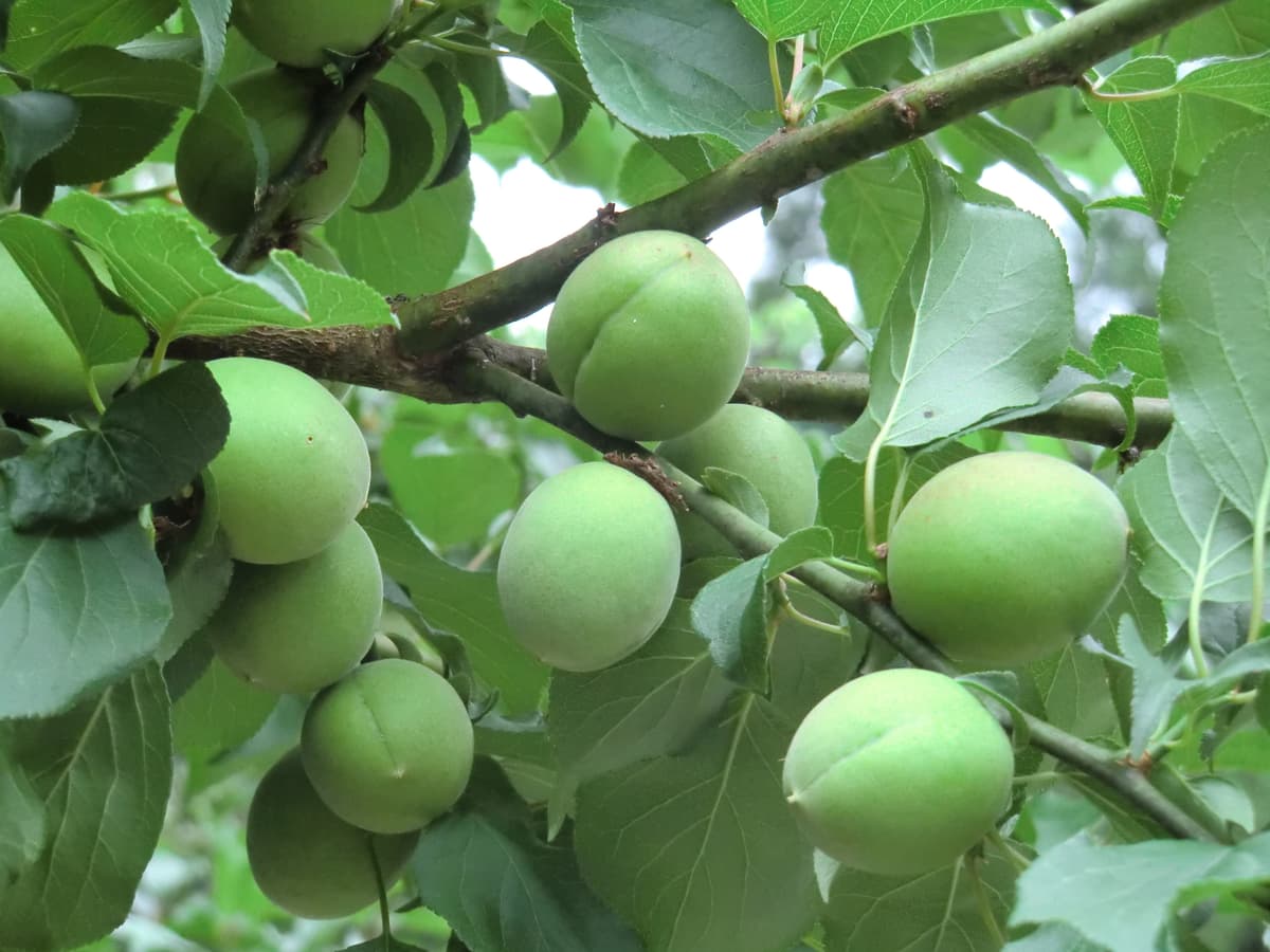 リンクあわらくや