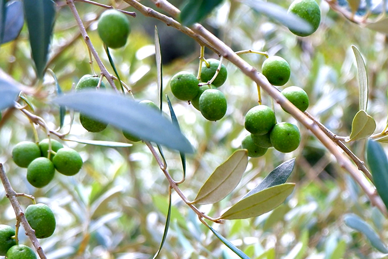 オリーブオイルは、ほかの油とどう違う？？ | Olive Oil Life