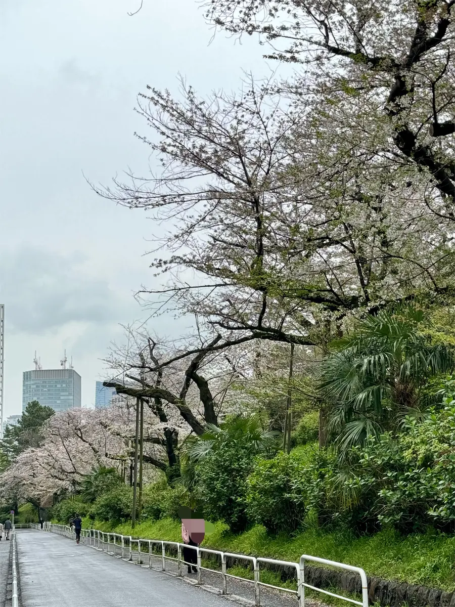 四ツ谷駅近くの小径の桜：桜のトンネルをくぐってみませんか？（東京都新宿区）