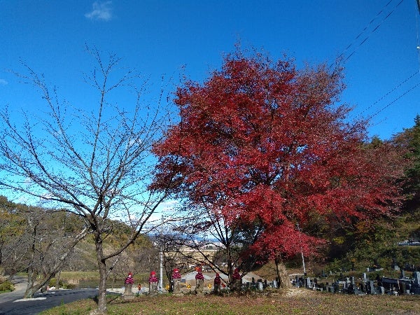 陽林寺@isakusan.yourinji• Instagram photos and videos