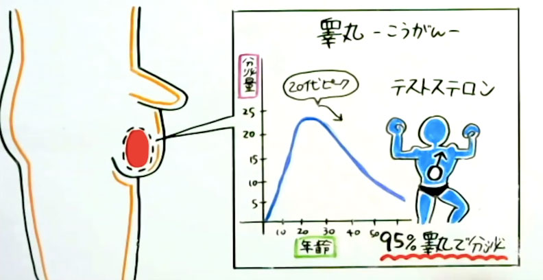 金玉の大きさは何かに影響する？ | セイシル