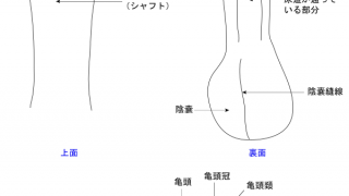 中3です。ペニスが写真のように重度の下反りで困ってます。これでも大丈夫 - Yahoo!知恵袋