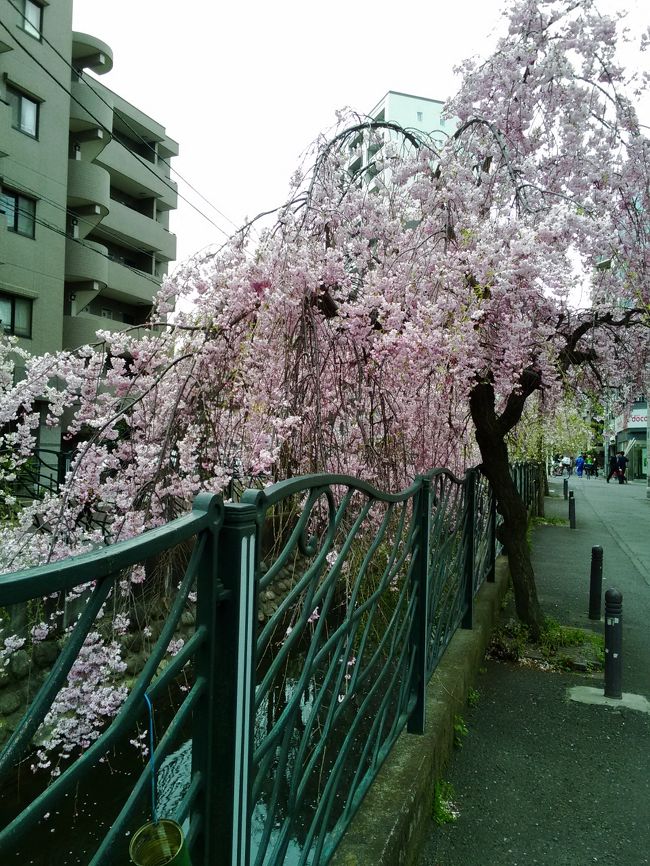 葉桜 | 溝の口駅のメンズエステ 【リフナビ®