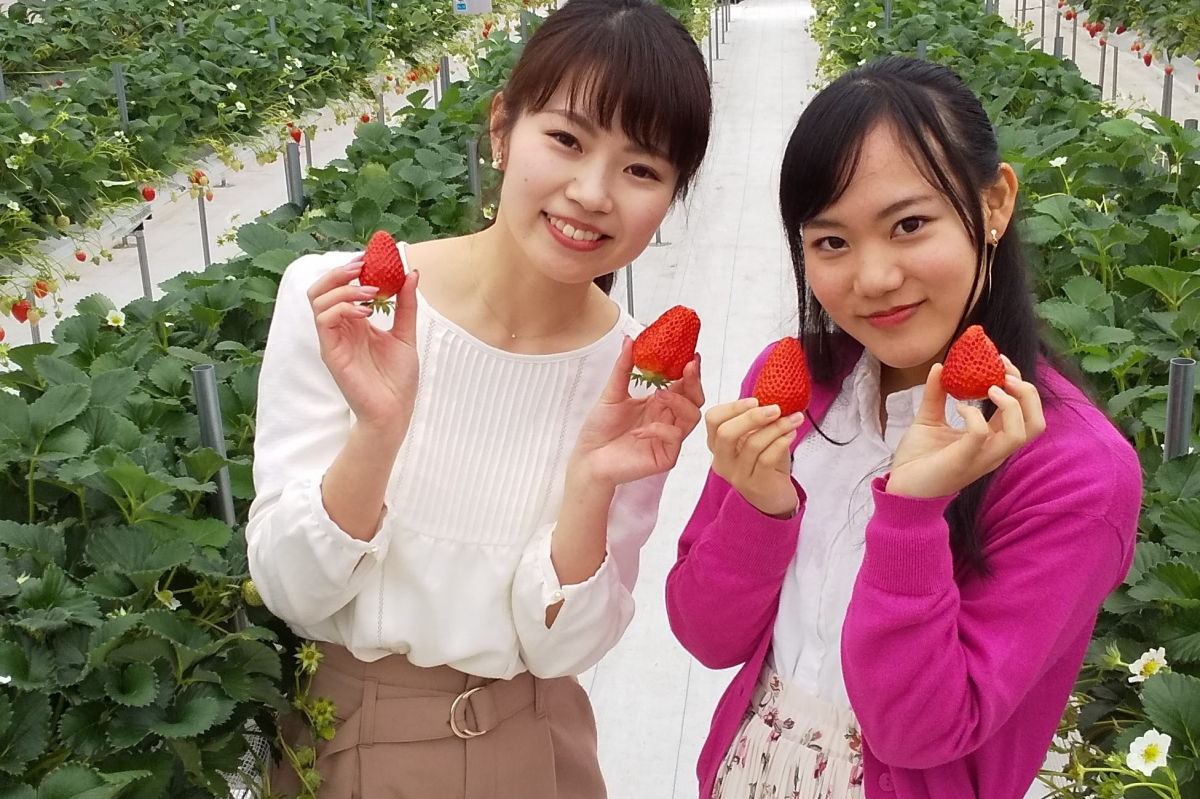 姫乃たまの「おそとで生きるもん！」vol.25 あま～い完熟いちごが食べ放題！ 島根県安来市の「いちごの大森ファーム」でいちご狩り