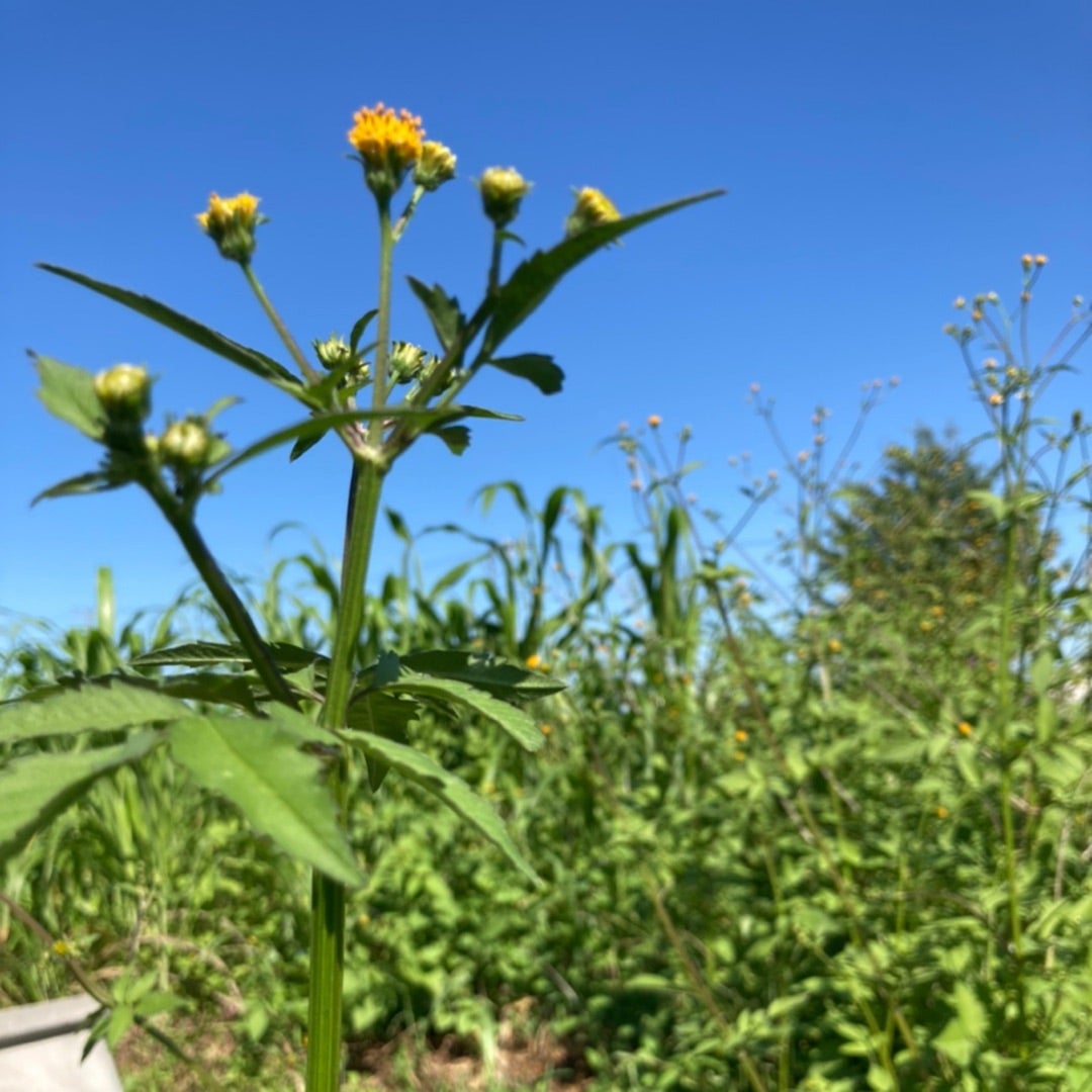 センダングサ どろぼう草 雑草 くっつき草の写真素材 - PIXTA