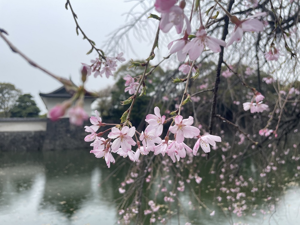 四谷大塚 学校別予習シリーズ 桜蔭 ショップ