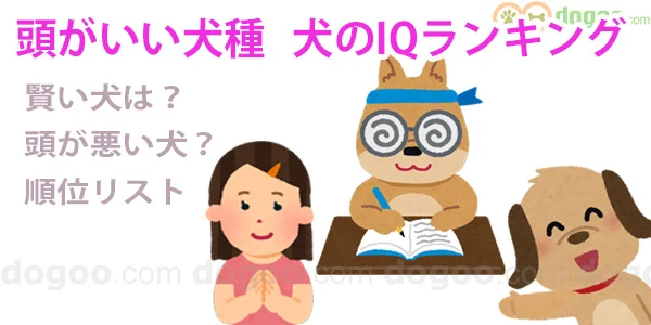 頭の良い犬・賢い犬ランキングをご紹介！犬の知能は人間でいうと？ | Qpet（ｷｭｰﾍﾟｯﾄ）