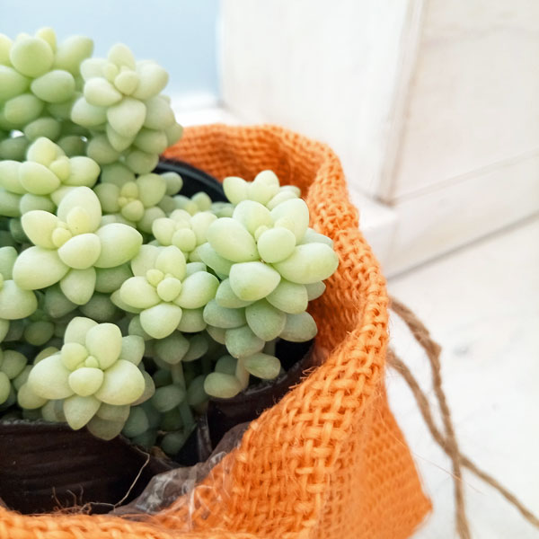 ビアホップ – 多肉植物の通販・販売サイト tawawa