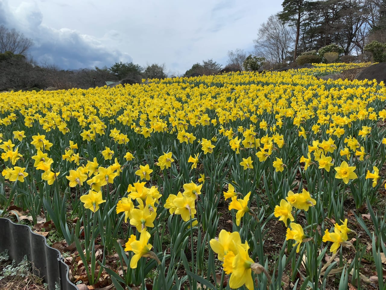 城山羊の会「水仙の花 narcissus」Twitter感想まとめ - Togetter [トゥギャッター]