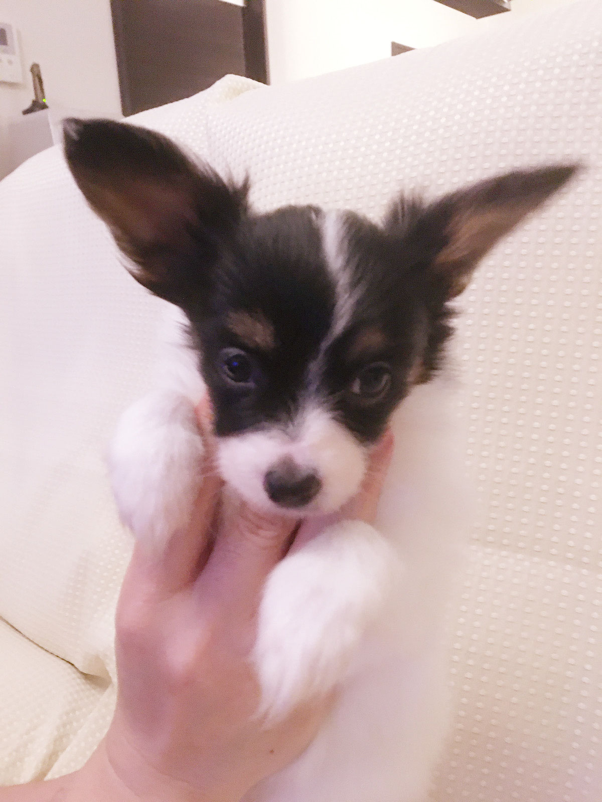 My Papillon