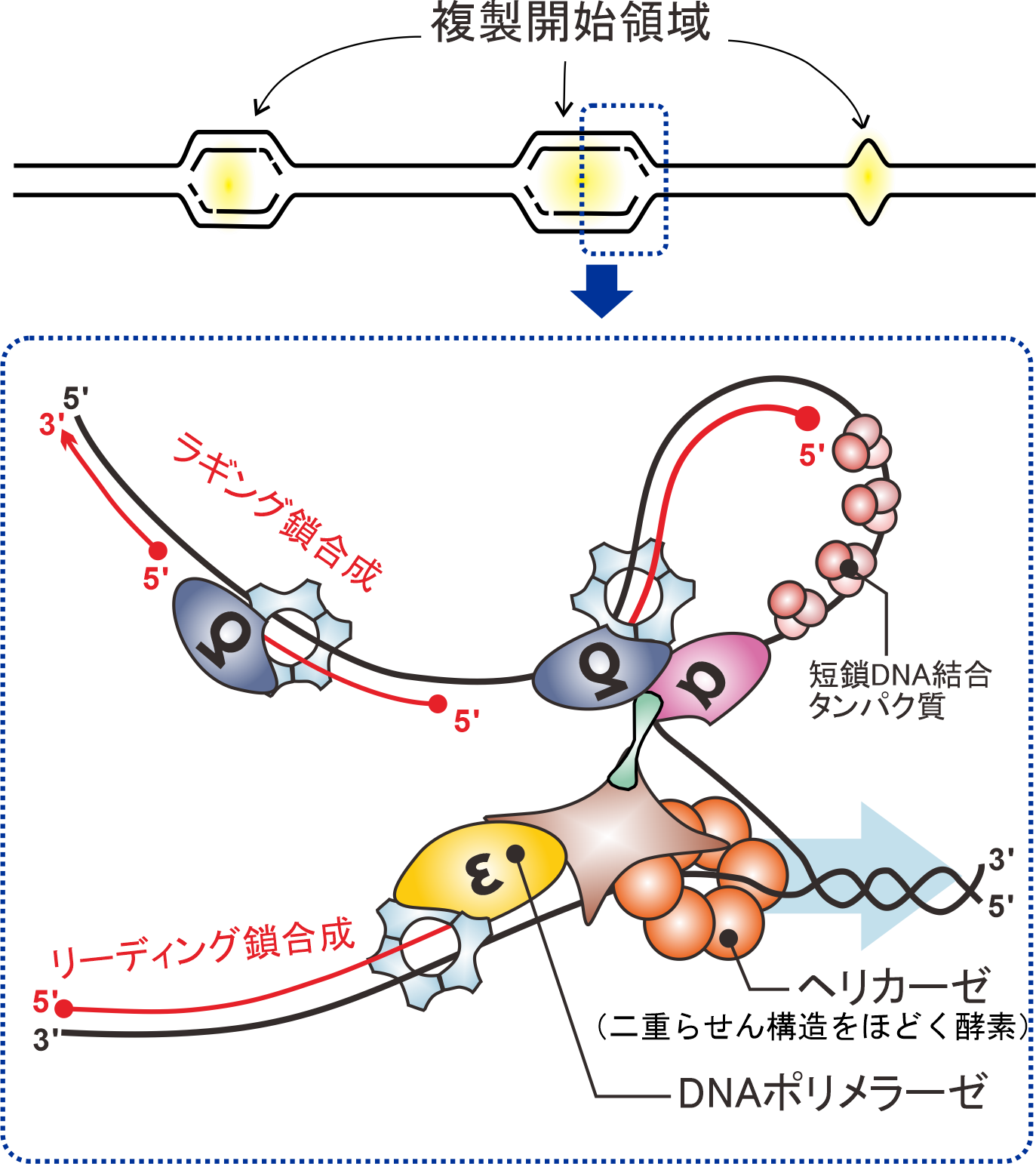 デクスパンテノールWは美容医療施術の複合ケアで角層水分量と皮膚の弾力性に寄与することを確認株式会社ポーラ・オルビスホールディングスのプレスリリース