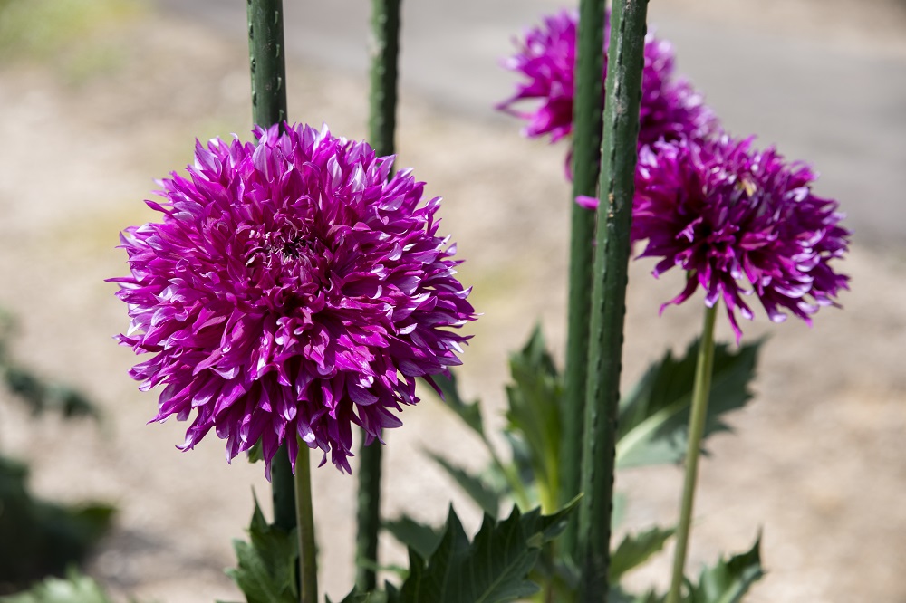 秋の花特集「ダリア」 | 青山フラワーマーケット｜花や緑とともに暮らす毎日を