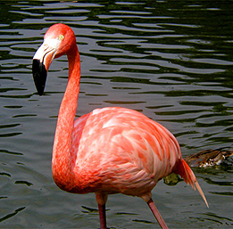 ファイル:Flamingo03 960.jpg -