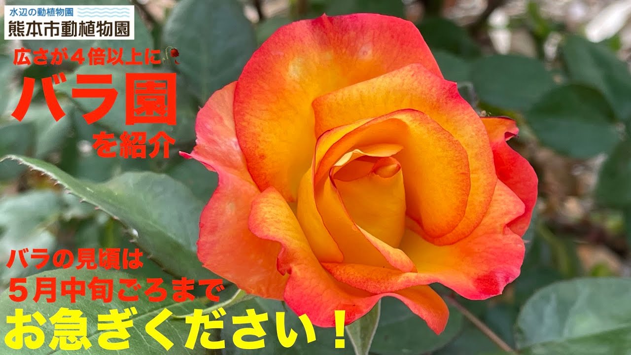 楽天市場】【12/10値上げ】 赤バラ 5本の花束 銀座の赤薔薇