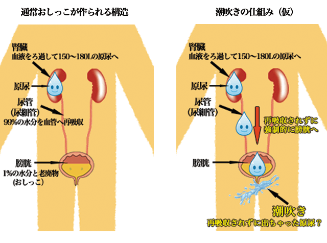 【連続潮吹き】男だって女性みたいな潮吹きします。止まらないビクビク