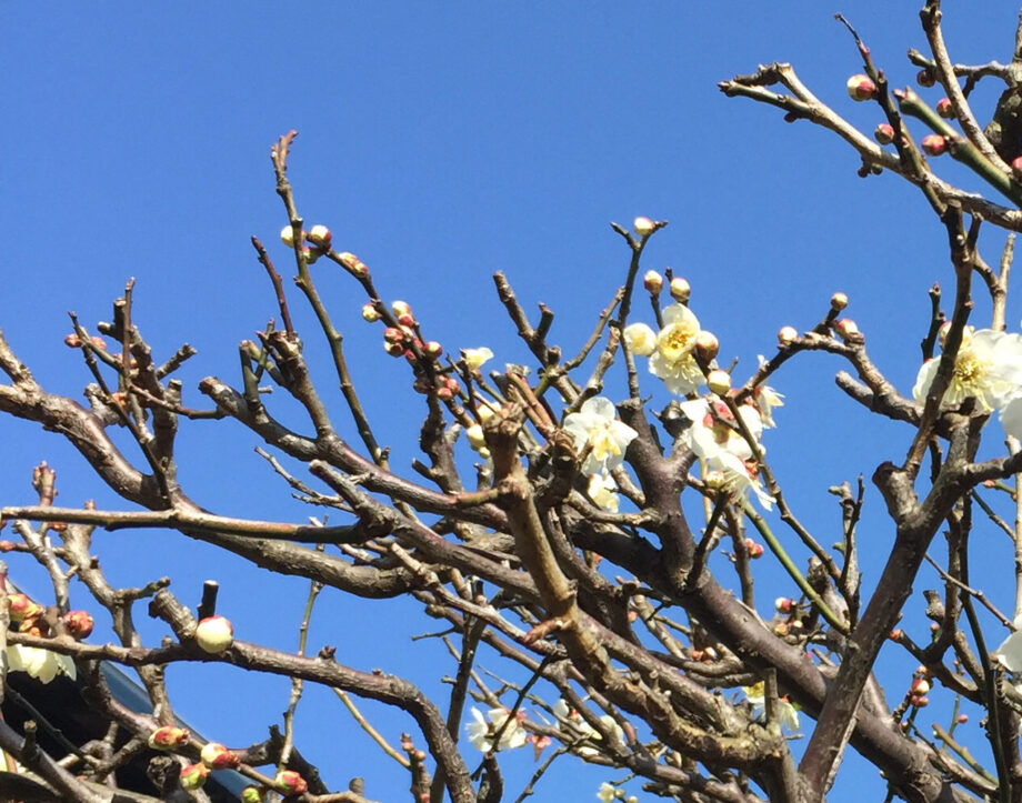 昼神の花桃 | 愛知県大府市 エステサロン