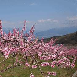 桃源郷岬のあじさい』椎葉・門川・美郷(宮崎県)の旅行記・ブログ by るりさん【フォートラベル】