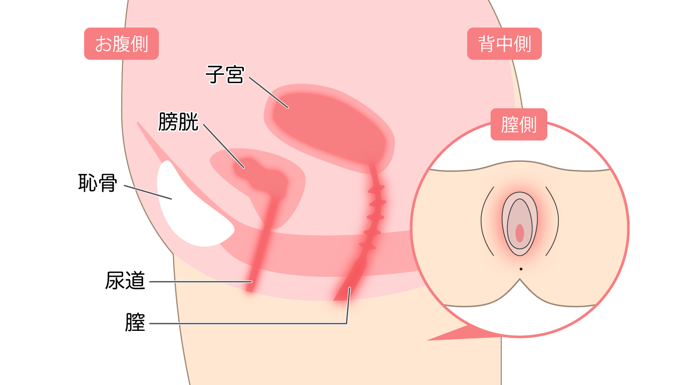 デリケートゾーンがきれいってどういうこと？ – 港区、品川区の産婦人科で妊婦健診・産後ケア・避妊相談なら│海老根ウィメンズクリニック