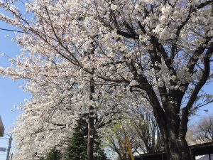 岸和田市］泉北近く、包近で桃の花が満開｜泉北・金剛さやまコミュニティ